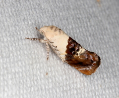 Hypertropha chlaenota
