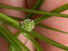 Cyperus hortensis