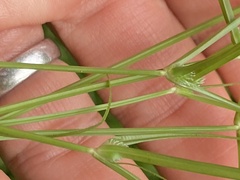 Cyperus hortensis, photograph author not stated, no rights reserved