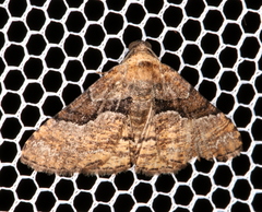 Aporoctena