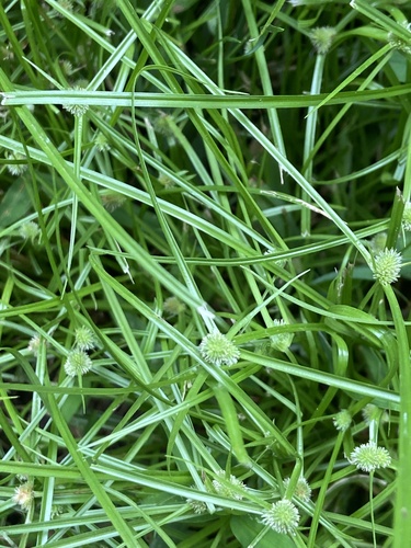 Cyperus hortensis, photograph 2