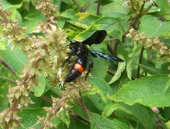 Scolia fasciatopunctata