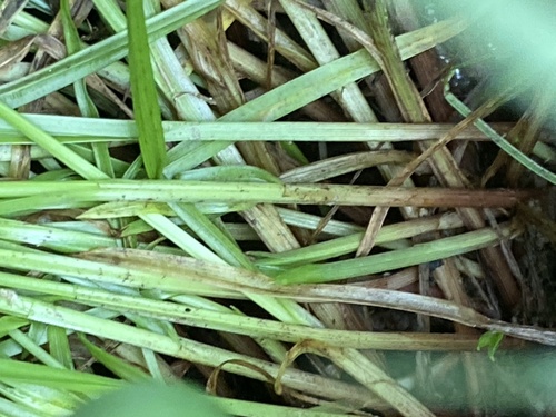Cyperus hortensis, photograph 3