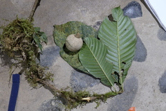 Pouteria buenaventurensis