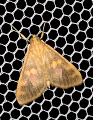 Rehimena surusalis