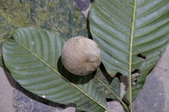 Pouteria buenaventurensis