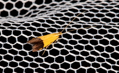 Crocanthes micradelpha