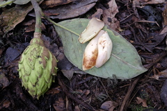 Magnolia chiguila