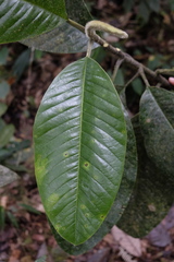 Magnolia chiguila