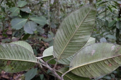 Magnolia chiguila