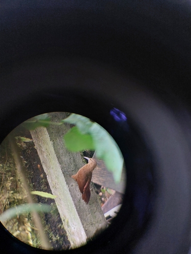 Strong-billed Woodcreeper (Xiphocolaptes promeropirhynchus), photo 8