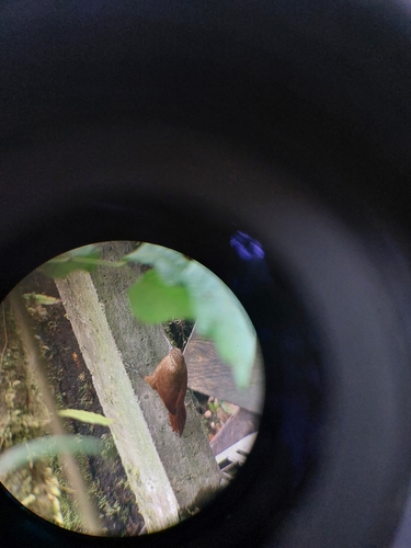 Strong-billed Woodcreeper (Xiphocolaptes promeropirhynchus), photo 4