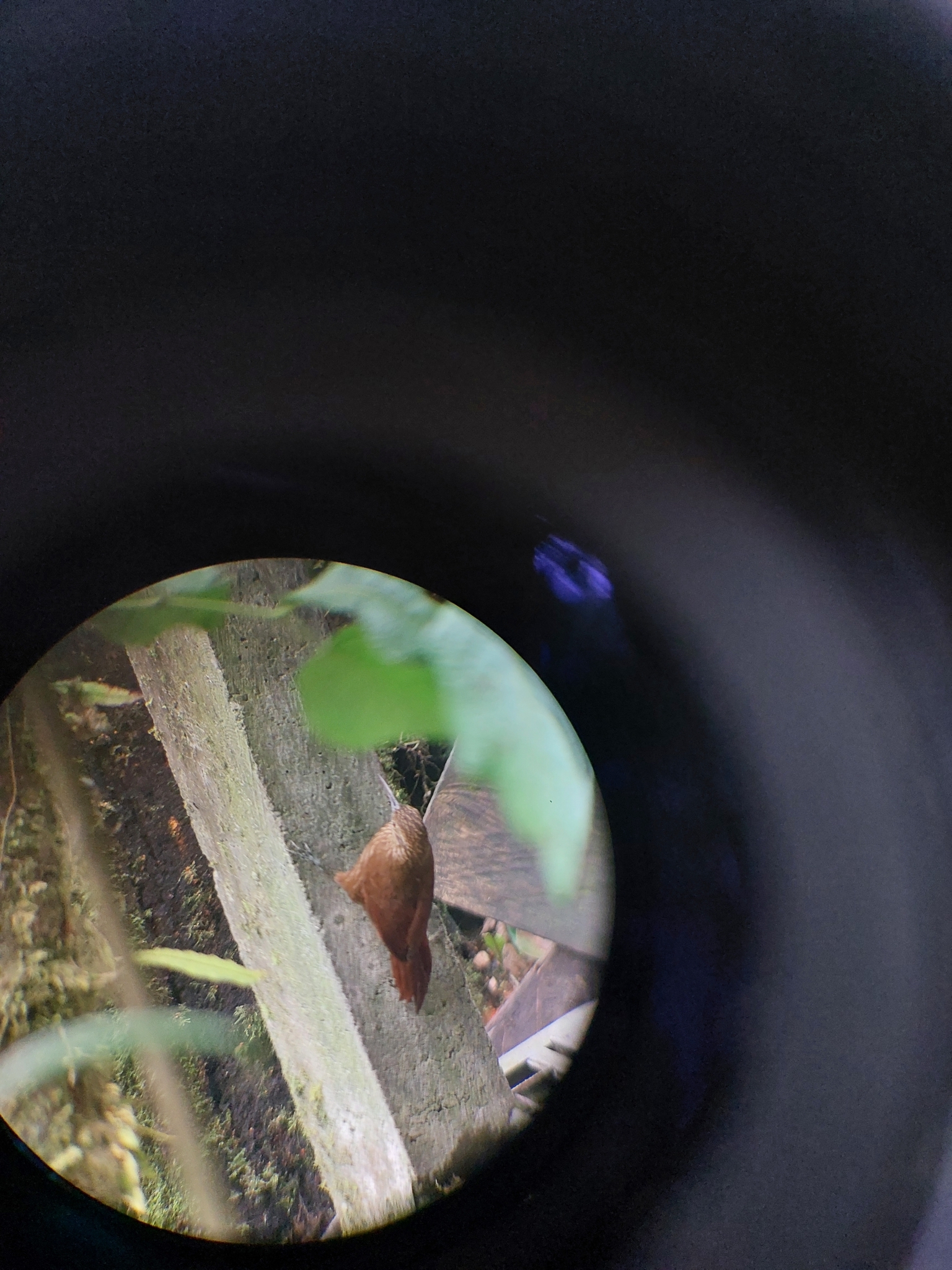 Strong-billed Woodcreeper (Xiphocolaptes promeropirhynchus), photo 4