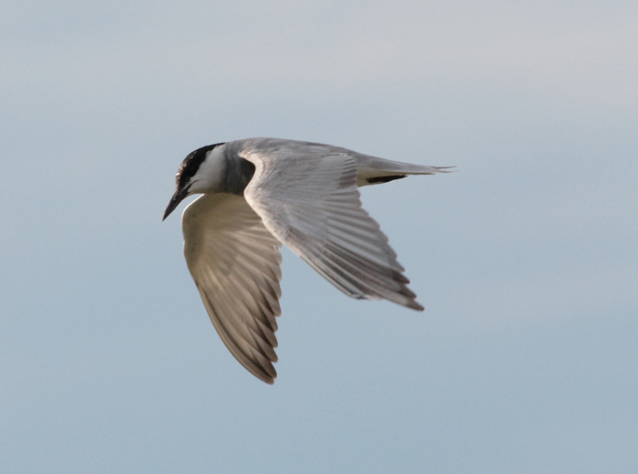 Whiskered Tern