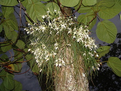 Brassavola tuberculata