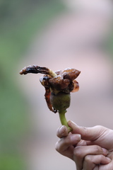 Spirotheca awadendron