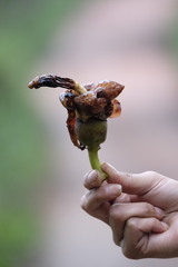 Spirotheca awadendron