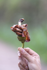 Spirotheca awadendron