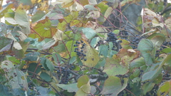 Vitis coignetiae