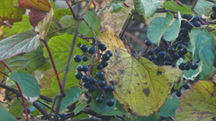 Vitis coignetiae