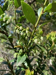 Vaccinium exul