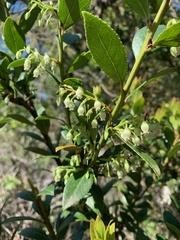 Vaccinium exul