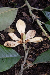 Magnolia mindoensis