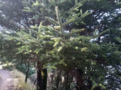 Abies pinsapo