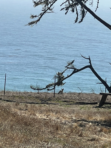 iNaturalist observation photo of Red Fox