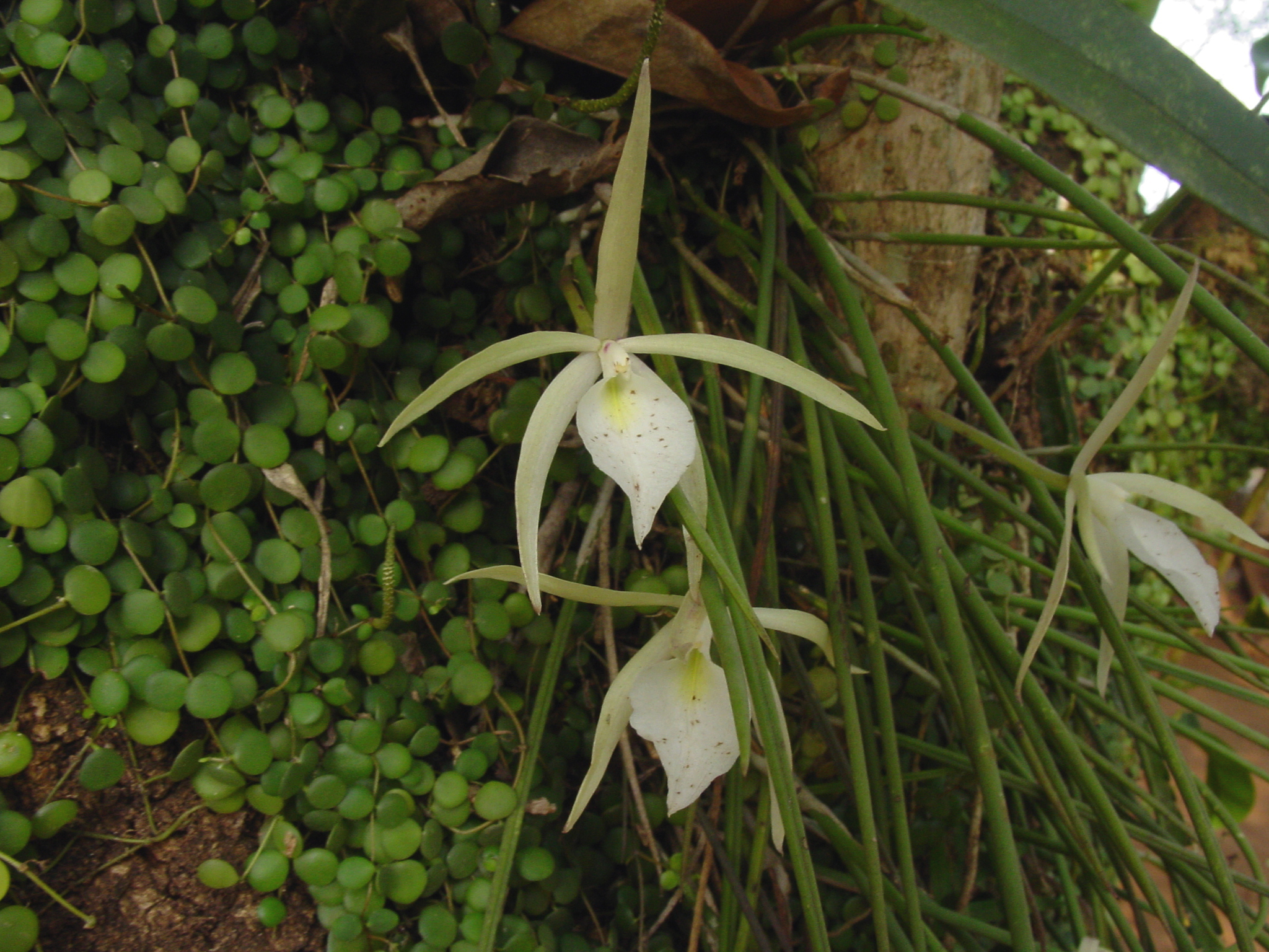Brassavola tuberculata Hook. 3