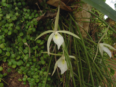 Brassavola tuberculata