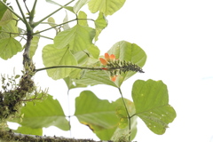 Erythrina megistophylla