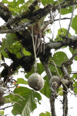 Erythrina megistophylla