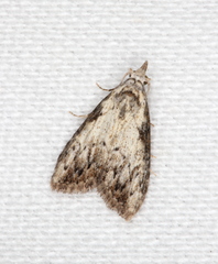 Nola pleurochorda