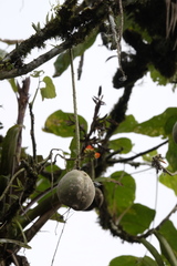 Erythrina megistophylla