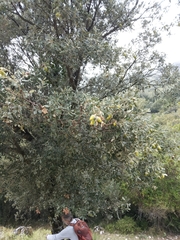 Quercus ilex