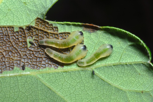 Oak Slug Sawfly