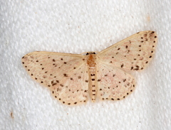 Idaea punctatissima