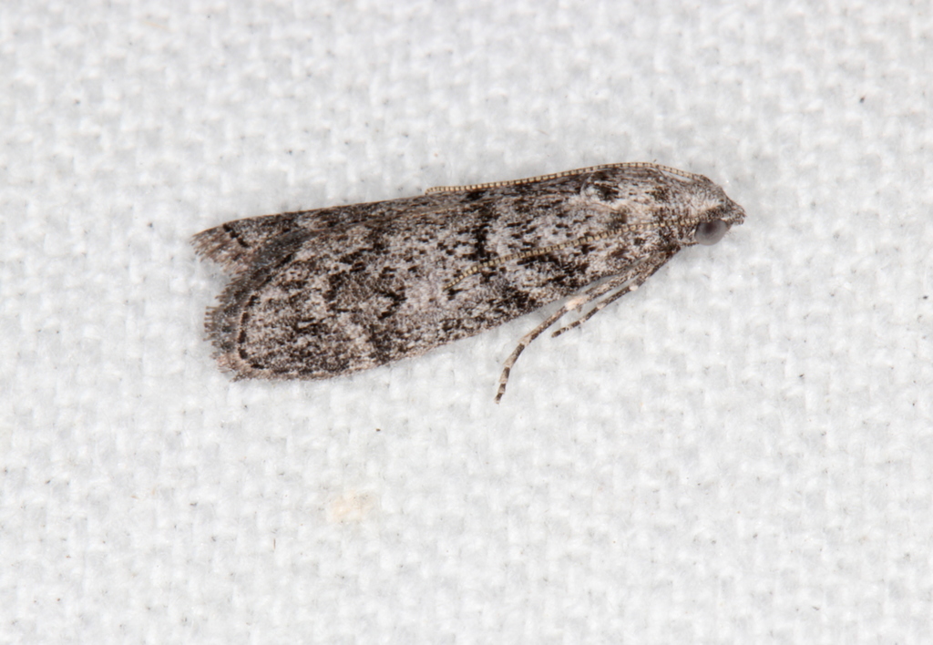 Mecistophylla