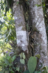 Spirotheca awadendron