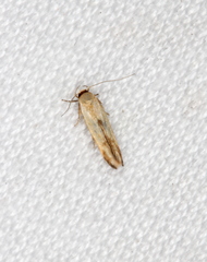 Stathmopoda liporrhoa