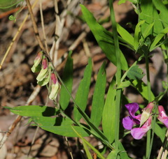 Lathyrus palustris pilosus