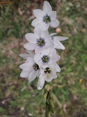 Ixia versicolor