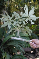 Spirotheca awadendron