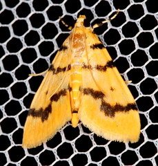 Dichocrocis clytusalis