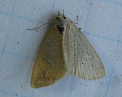 Protodeltote albidula