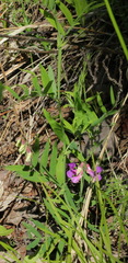 Lathyrus palustris pilosus