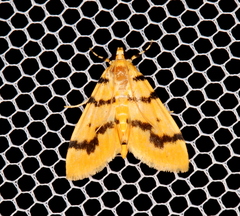 Dichocrocis clytusalis