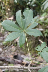 Spirotheca awadendron