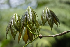 Spirotheca awadendron